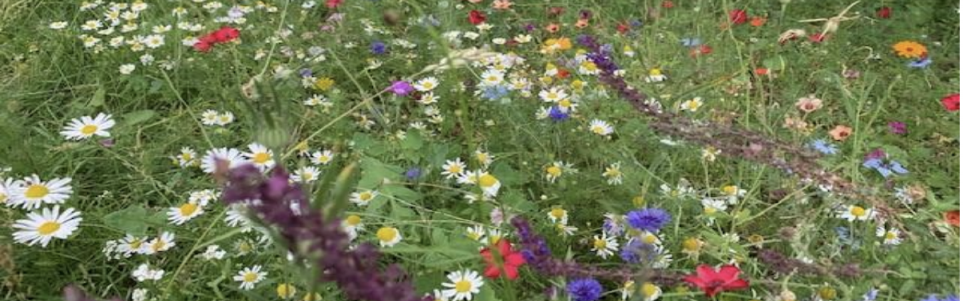 Wild garden and nesting boxes as part of re-wilding project at East Sussex County Hall in Lewes