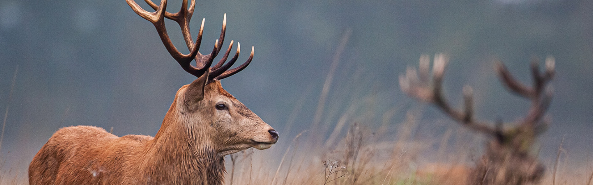 East Sussex County Council will be sharing tips on its social media channels using the hashtag #deeraware.