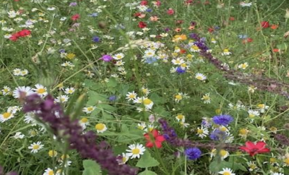 Wild garden and nesting boxes as part of re-wilding project at East Sussex County Hall in Lewes