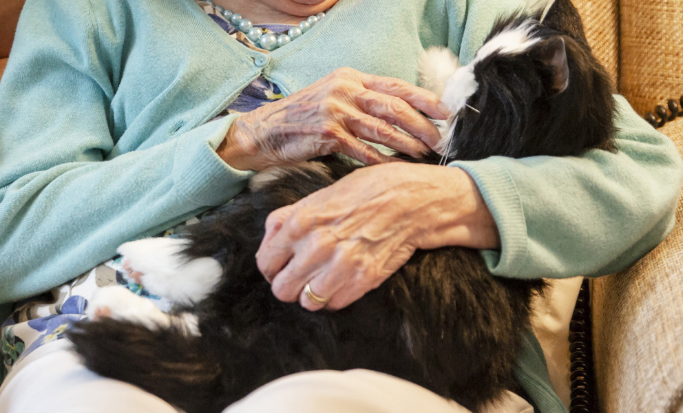 Robotic pets bring comfort to dementia suffers in scheme by Conservative-led East Sussex